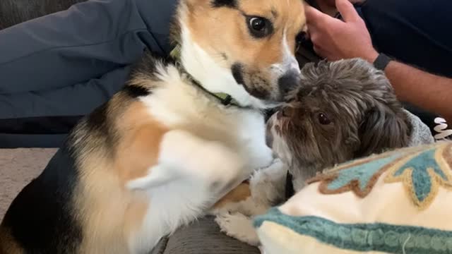 Pup Being Gentle with His Older Brother