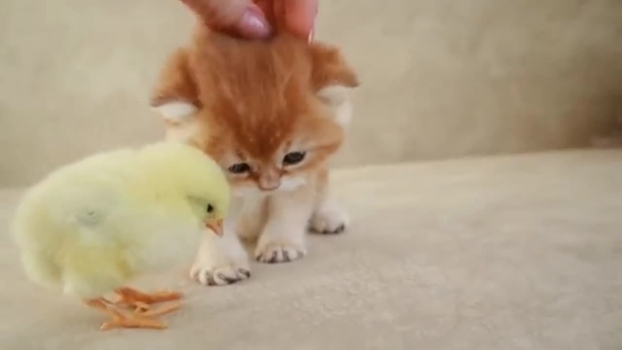 Baby Cat With Tiny Chiken