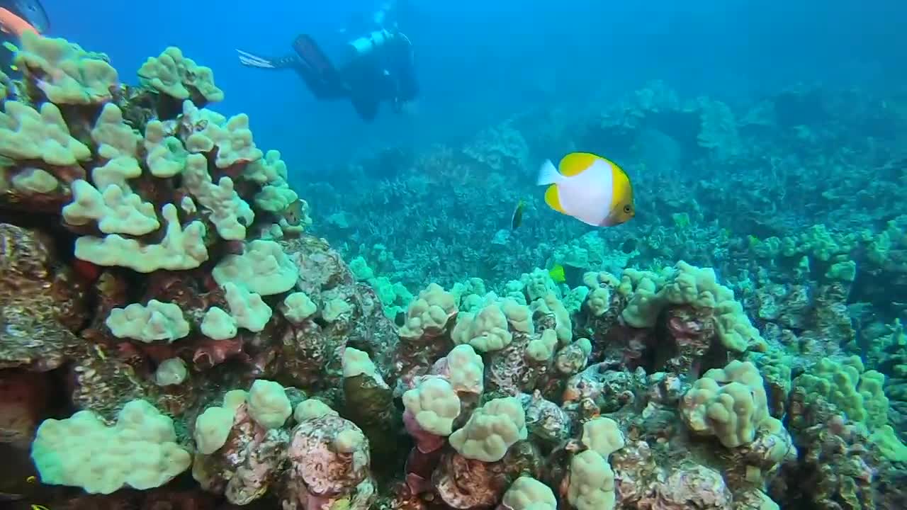 Diving in Island Hawaii - Spending Good Time Underwater