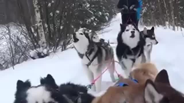 Huskies howling