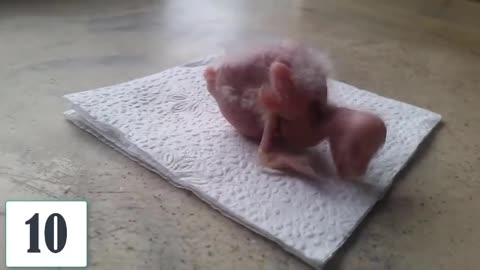 Cockatiel Growth - Development - from 01 day to 30 days of life