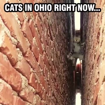 OMG! HYSTERICAL! Cats in Ohio right now!