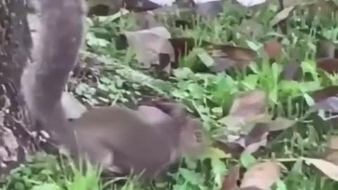 So Cute cat playing