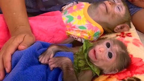 They are Clever and Lovely #monkeys #pets #animals #funny #Adorable Monkeys #AdorableMonkeys #31