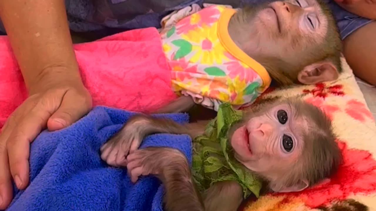 They are Clever and Lovely #monkeys #pets #animals #funny #Adorable Monkeys #AdorableMonkeys #31