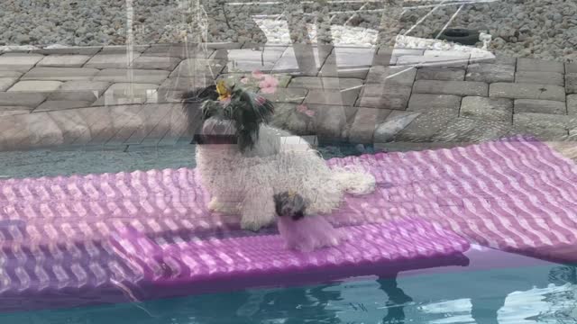 Cute puppy loves spending time on the float