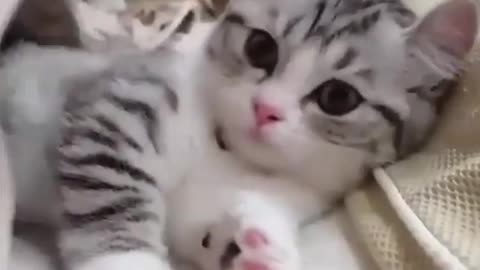 Cute cats video