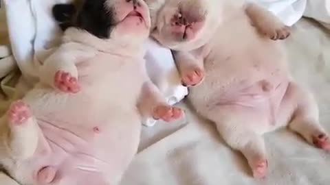 Two pigs are sleeping.