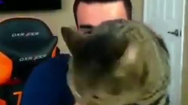 Cat attack on man Funny video Viral video Funny meme Whatsapp status Viral file_360p