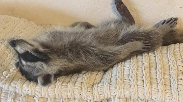 Tuckered Raccoon Lives His Best Life