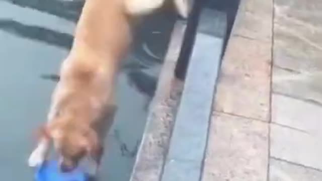 Funny Animal Clips! (Part 4)