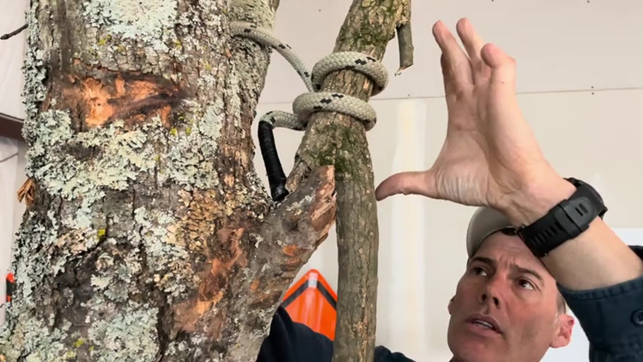 Need to lower a tree branch?