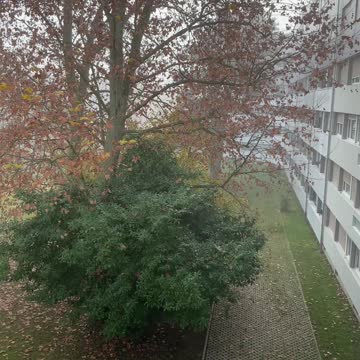 Foggy Autumn in Geneva