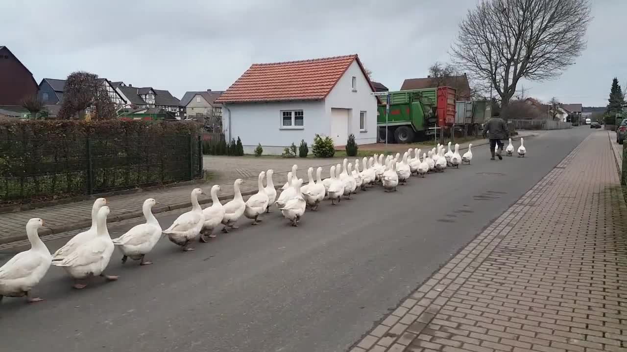 Gänsemarsch durch Zennern (Duck Crawled Video)