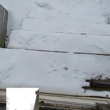 Feeding My Birds And Melvin The Squirrel - Part 1 #shorts