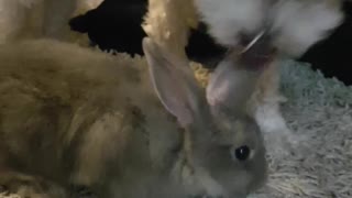 Maltese instantly falls in love with bunny rabbit