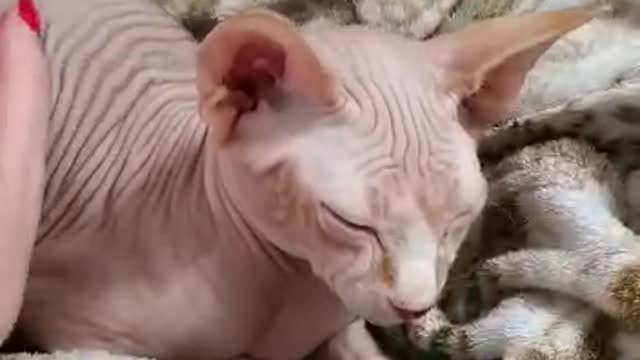 How to stroke the bald kitten?