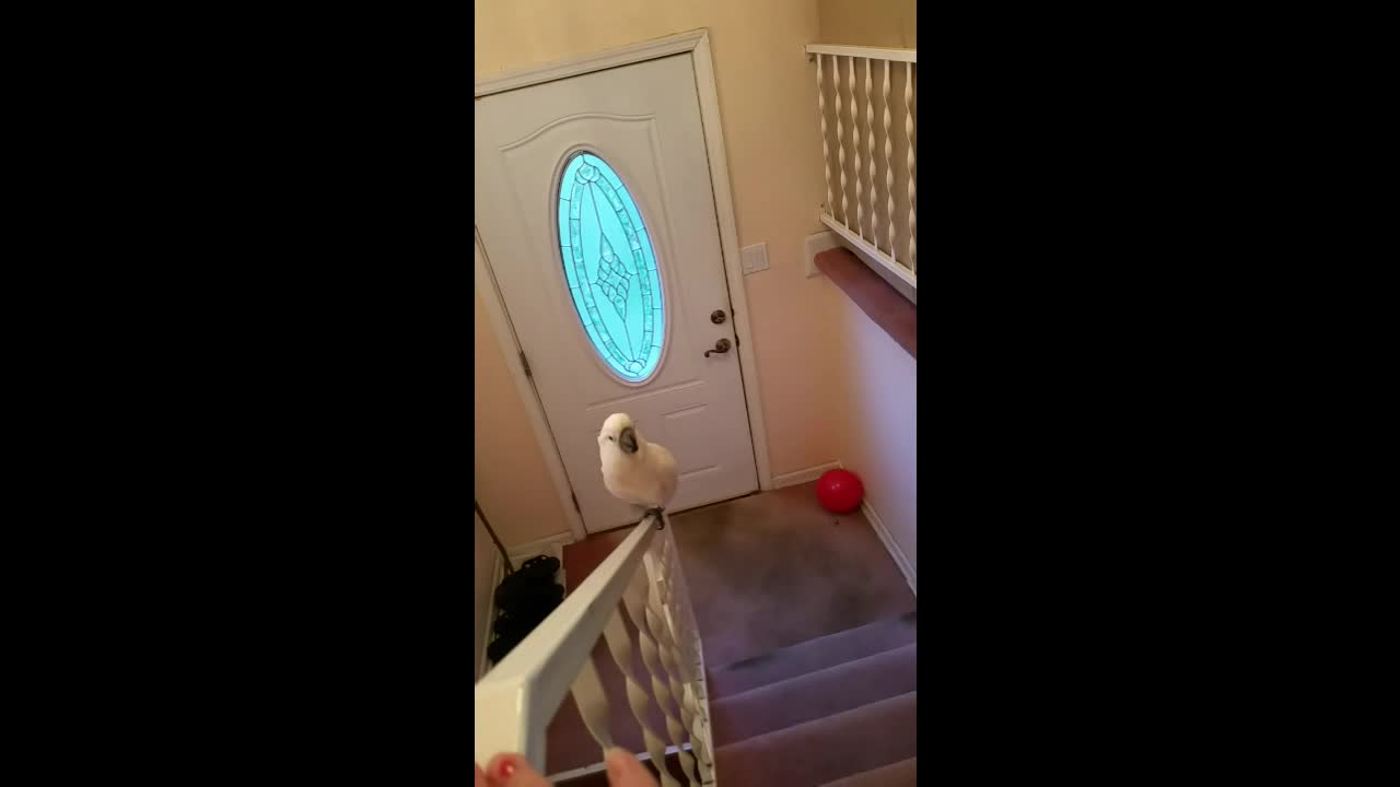 Cockatoo loves to slide down stair railing