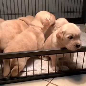 Too Cute The Golden Puppies Three weeks Old
