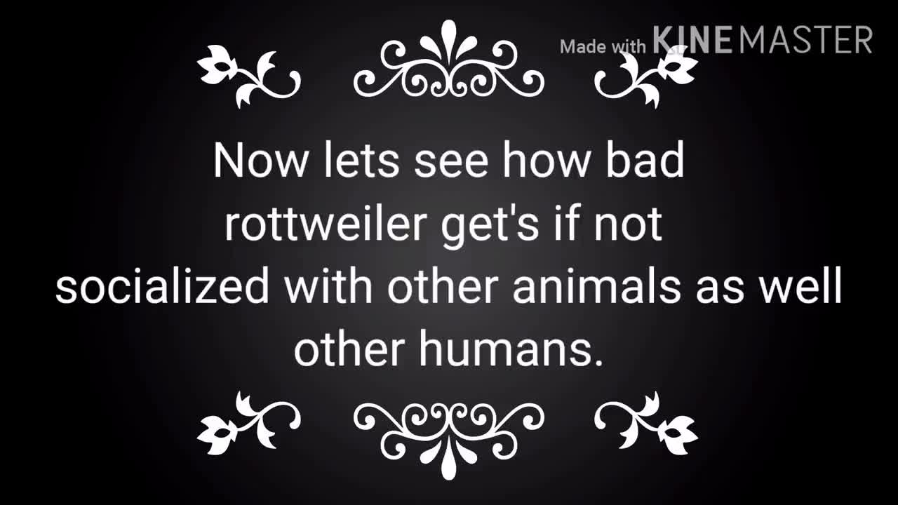Rottweiler Attacks till 2021 || Rottweiler vs other Dogs|| Rottweiler Vs Humans.