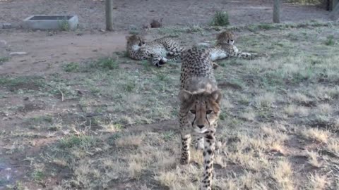 Do Cheetahs Purr?