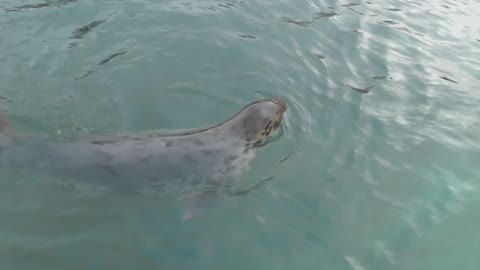 Sea lion displaying in water with other Animals