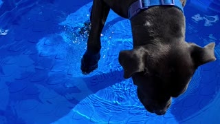 Pitbull mixes discover pool