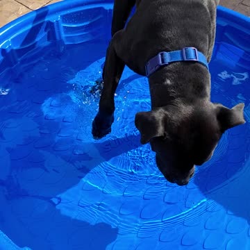 Pitbull mixes discover pool