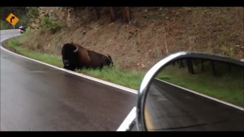 Roadside Bison