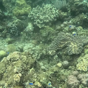 Unveiling Underwater Wonders, A Snorkeling Adventure