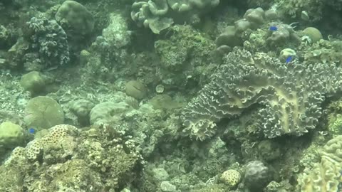 Unveiling Underwater Wonders, A Snorkeling Adventure