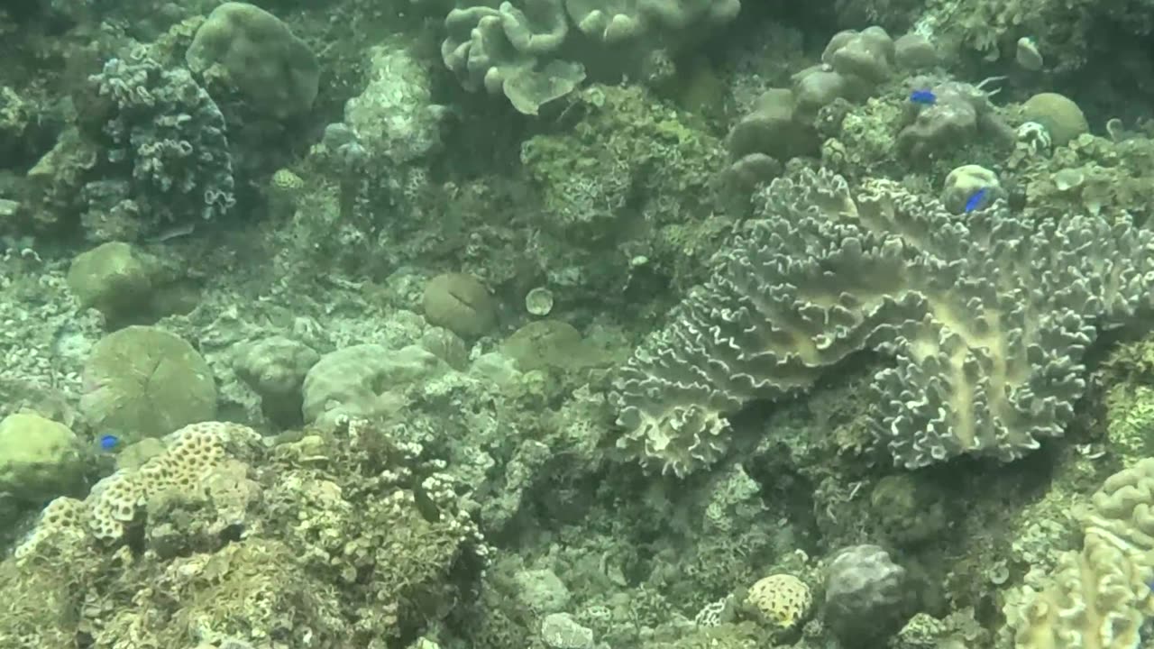 Unveiling Underwater Wonders, A Snorkeling Adventure