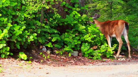 Deer eating