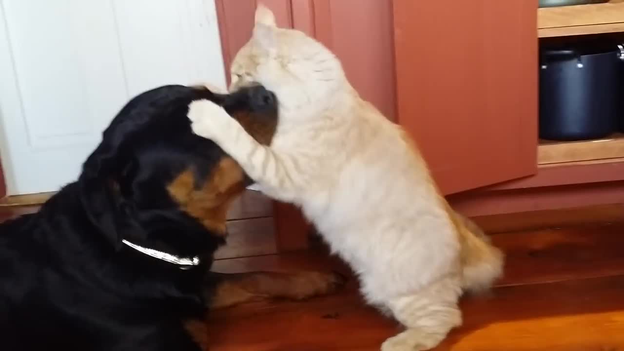 Fluffy Cat Fights Young Rottweiler