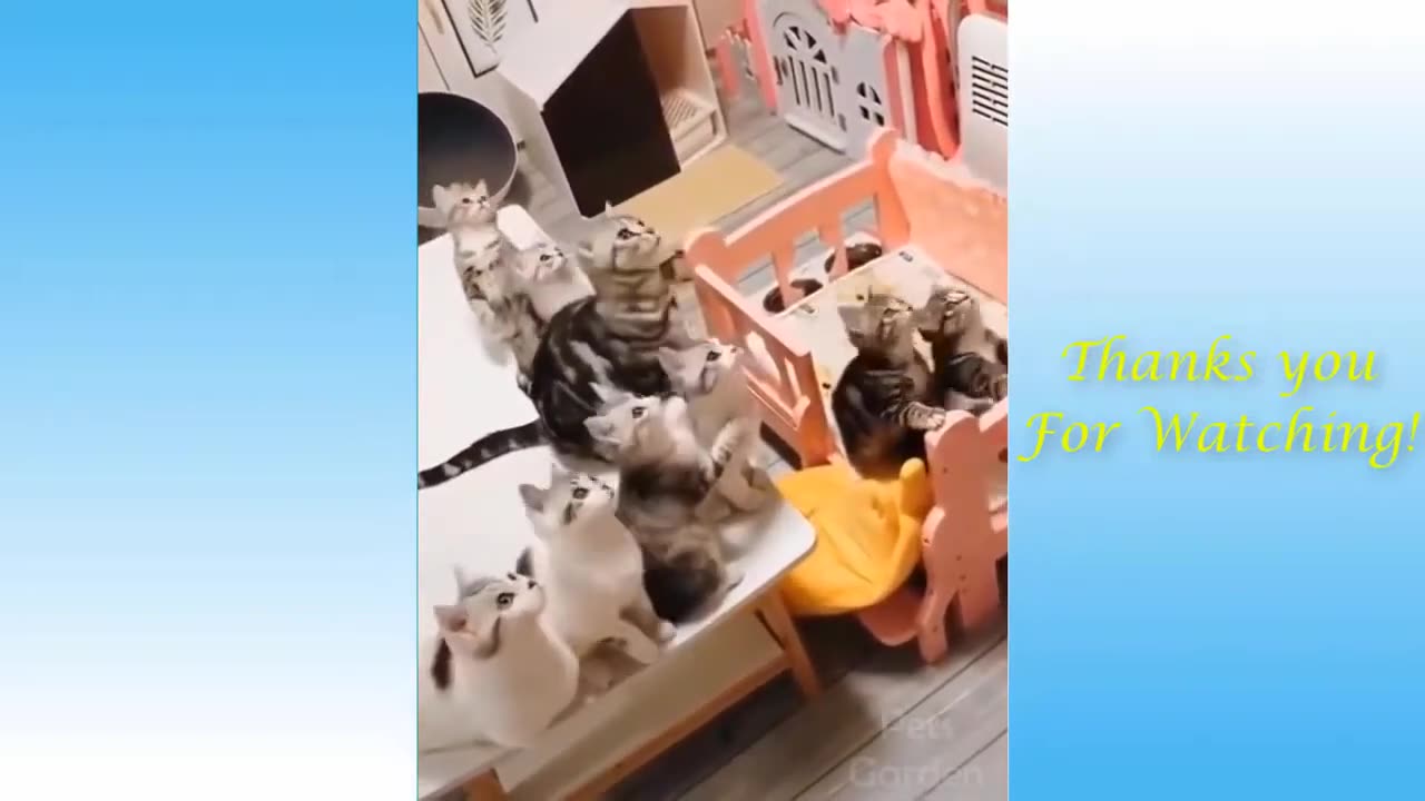 Best Funny Animal Videos of the year 2024💥💥, funniest animals ever relax with cute animals video