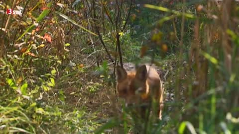 Wildnis in der Großstadt: Wiener Gstettn Doku (2009)