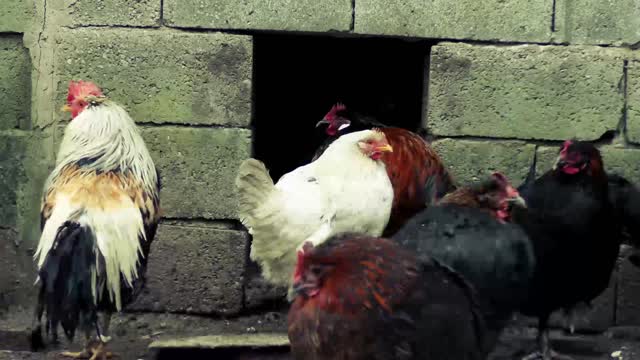 USDA Confirms Highly Pathogenic Avian Influenza in Commercial Chickens in Arkansas