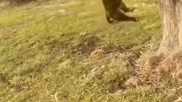 Amazing Funny Animals Video