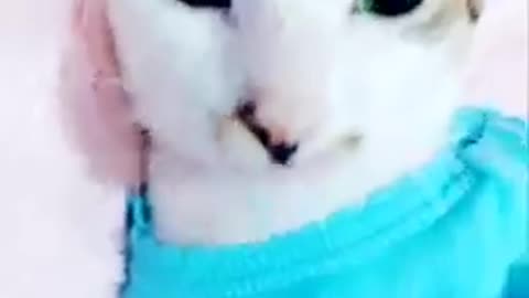 Funny cat