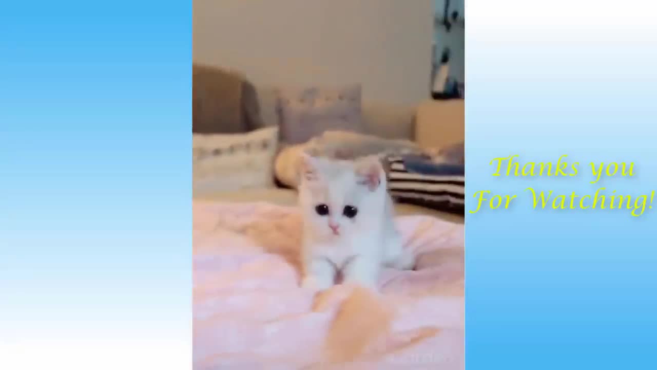 Kitten Stands Up