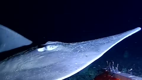 200m below off the coast of doubtless