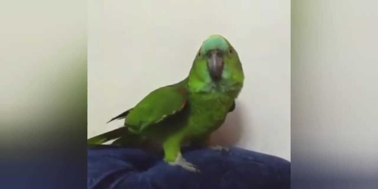 Beyonce herself. our parrot