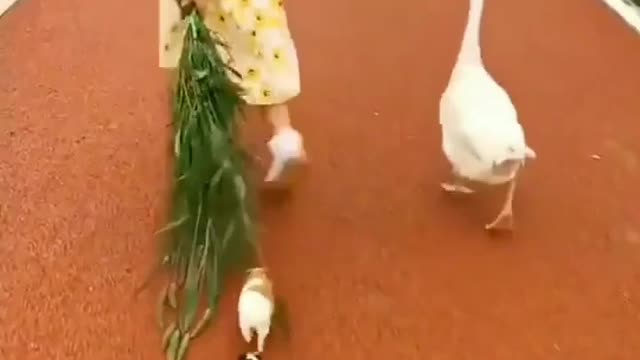 Little Baby with Cute Pets