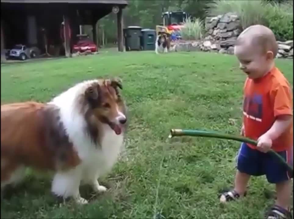 dog playing with child loves to play