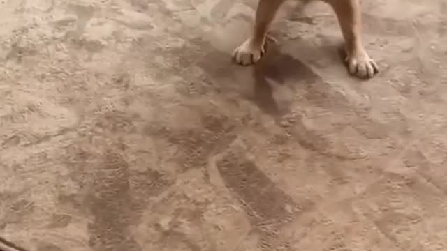 What Dog he Mean | baby dog |