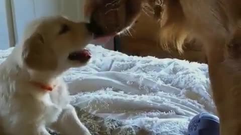 cute cat and dog