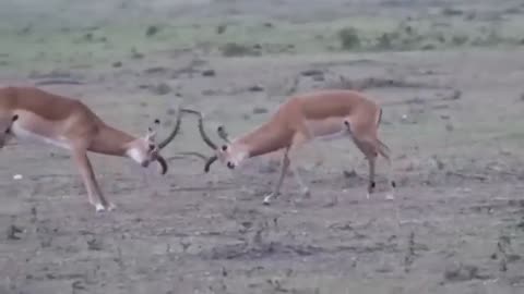 Fastest animal cheetah,,video clip