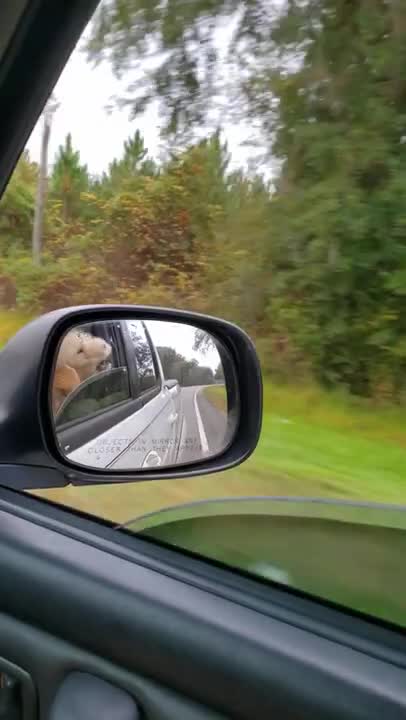 Cissye enjoys cruising 11.12.21