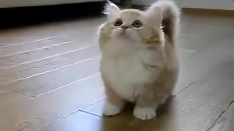 Fluffy kitten does not know what to do.