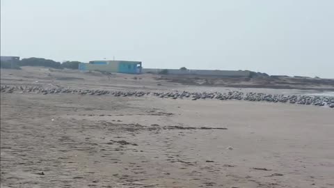 Young Baby Run on Beach from his grandfather